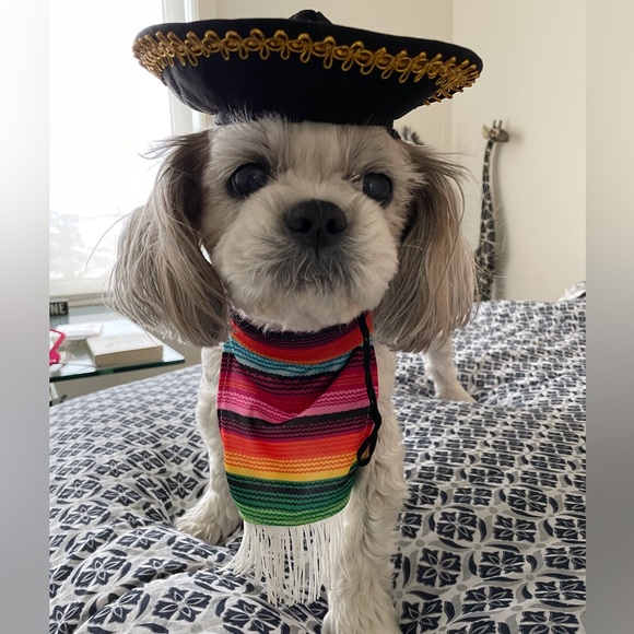 4 Small dog Halloween costumes - Picture 13 of 14